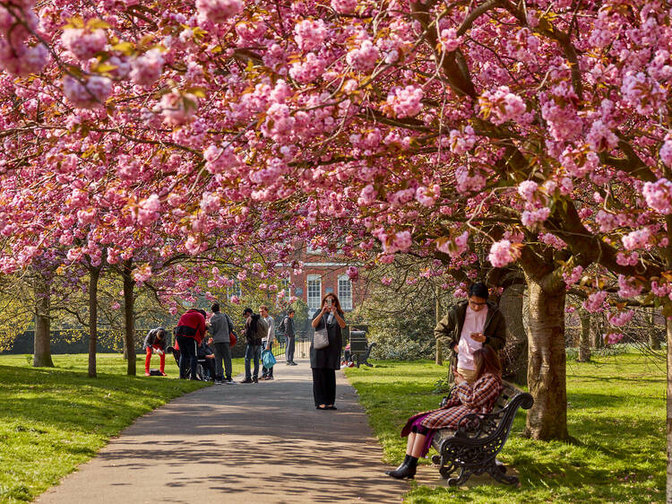 The 10 best places to see cherry blossom in the UK