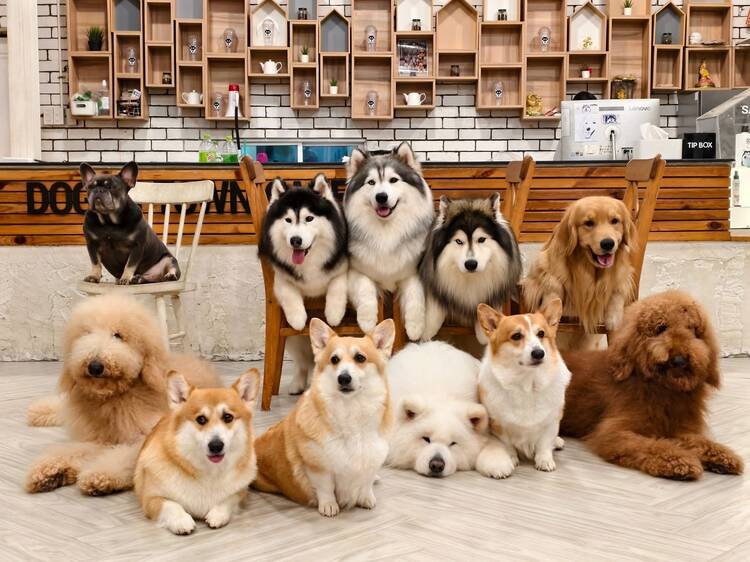 อัปเดตพิกัด 10 คาเฟ่หมาในกรุงเทพฯ ที่เหล่าทาสหมาต้องไปเช็กอิน