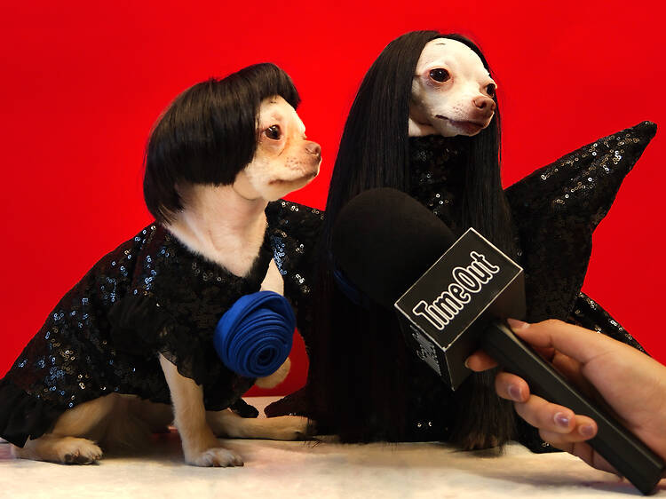 ‘คิ้ว’ คือมงกุฎ ‘ชุด’ คือชีวิต เซเลบสี่ขา แคสเปอร์ & แคลอรี่ น้องหมาผู้สร้างมีมดังทั่วโซเชียล